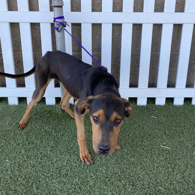 Adoptable Dog