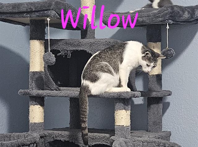 Willow