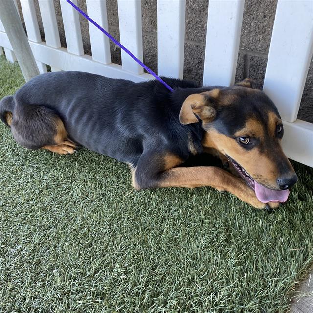 Adoptable Dog