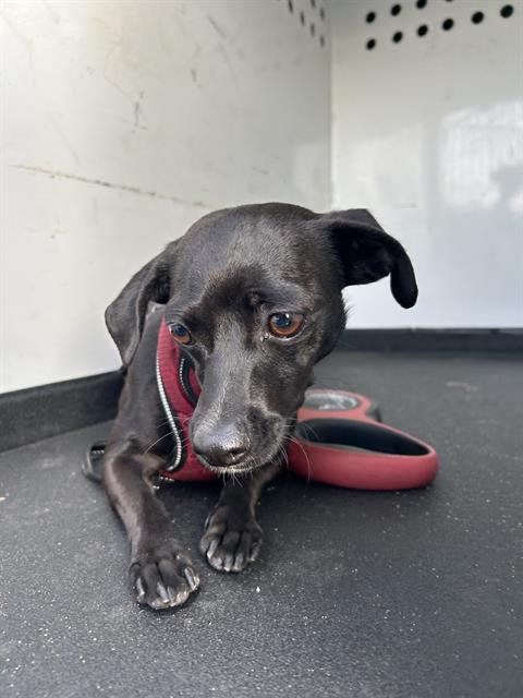 Adoptable Dog