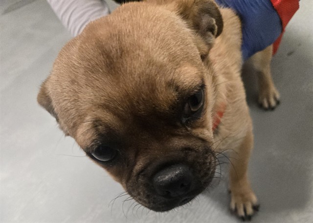 Adoptable Dog