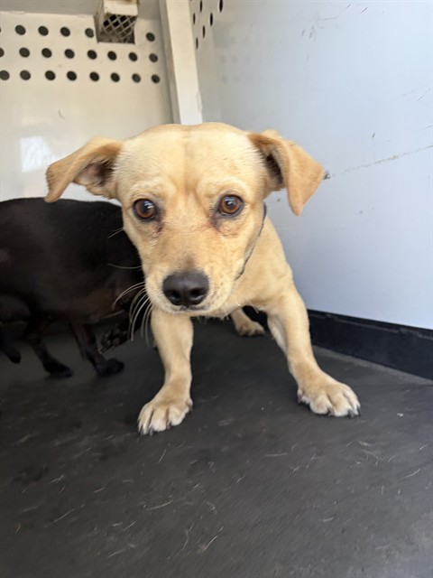Adoptable Dog