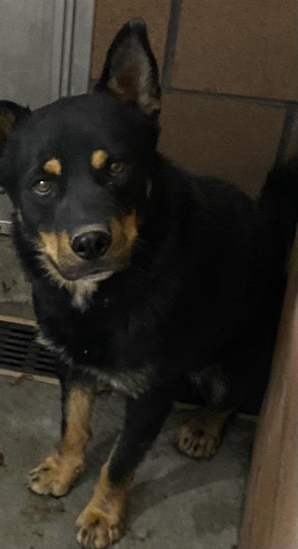 Odin