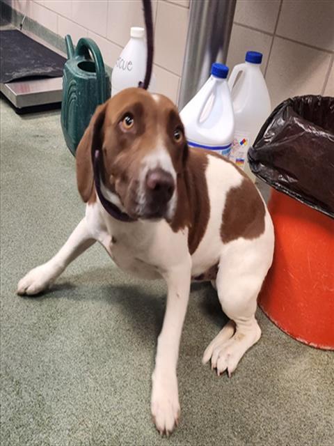 Adoptable Dog