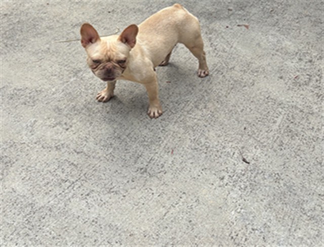 Adoptable Dog