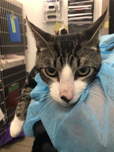 Adoptable Cat