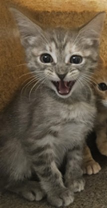 Adoptable Cat