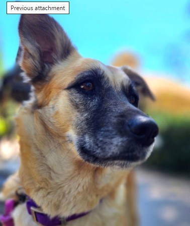 Hazel