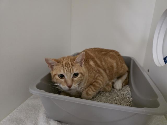 Adoptable Cat
