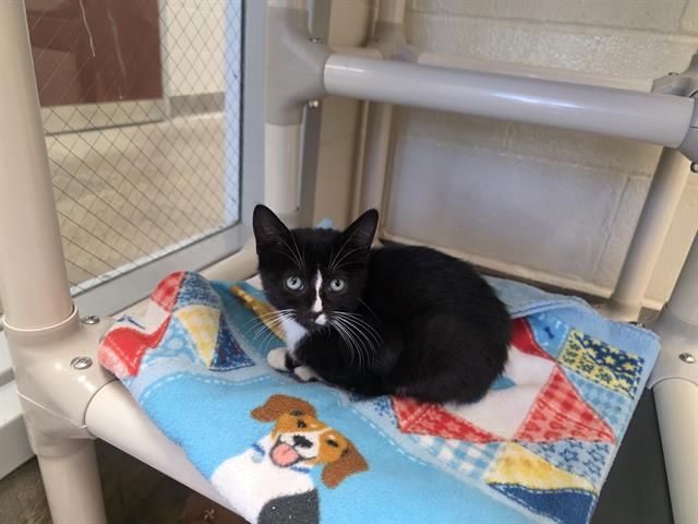 Adoptable Cat