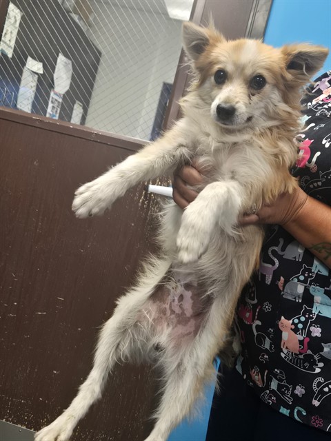 Adoptable Dog