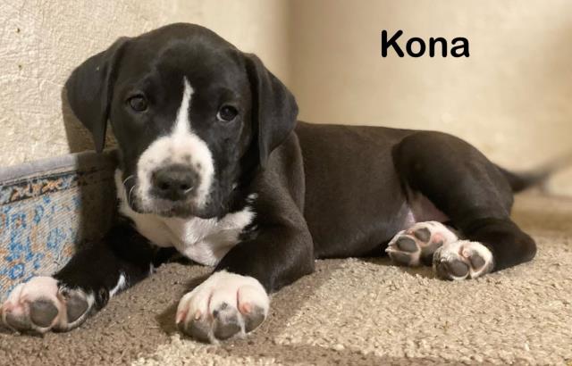 Kona