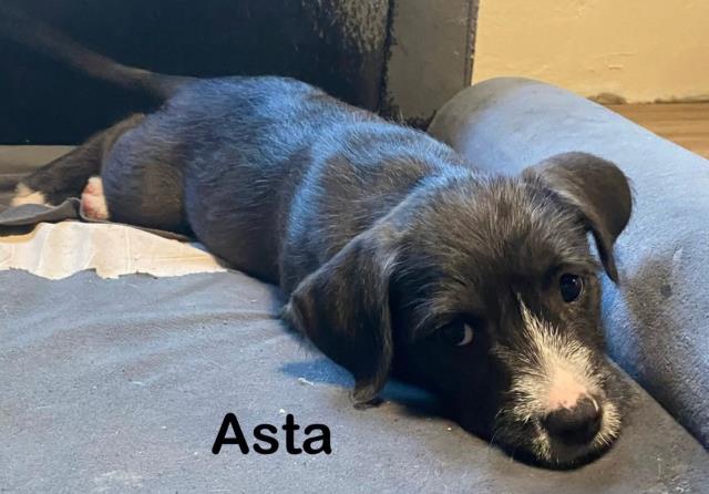 Asta