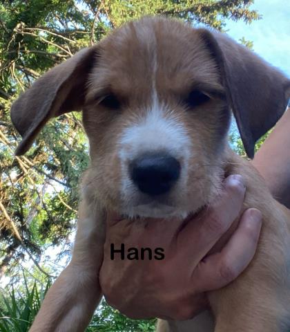 Hans