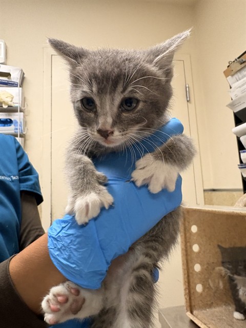 Mr. Mittens