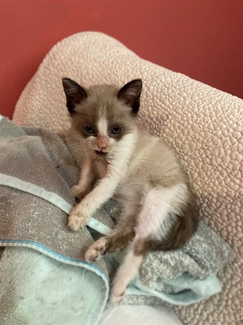 Katy
