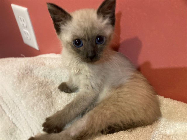 Mitzi
