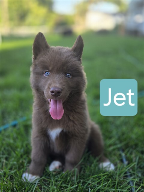 Jet