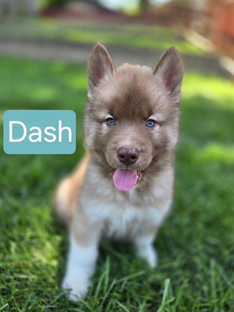 Dash