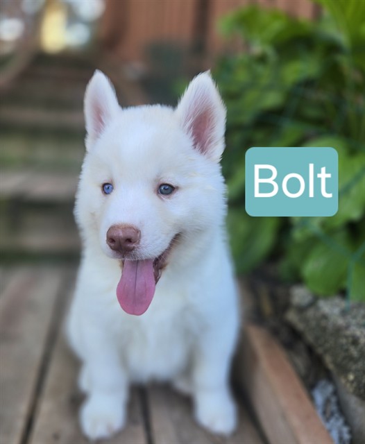 Bolt