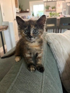 Cutie Girl