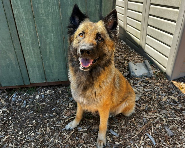Heidi*