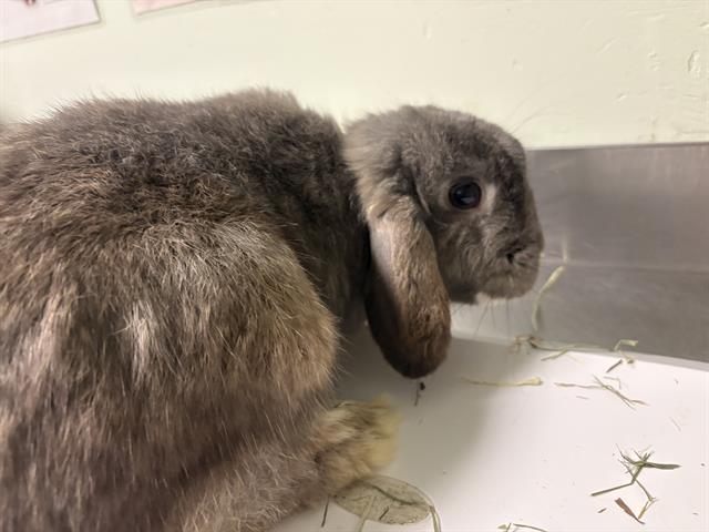 Hop The Lop*