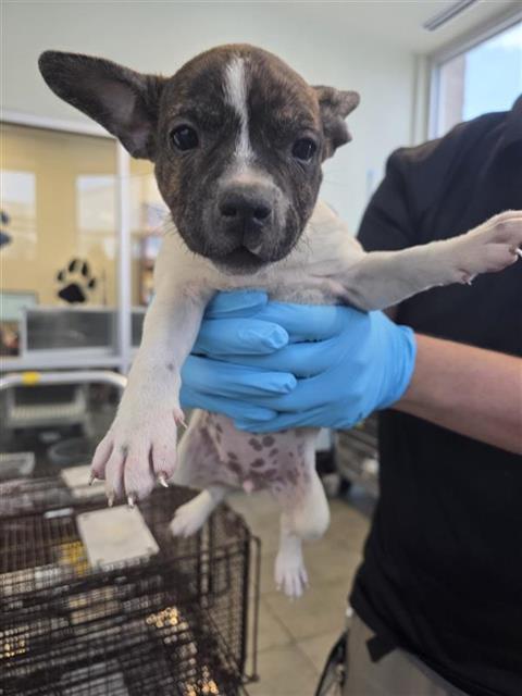 Puppy2