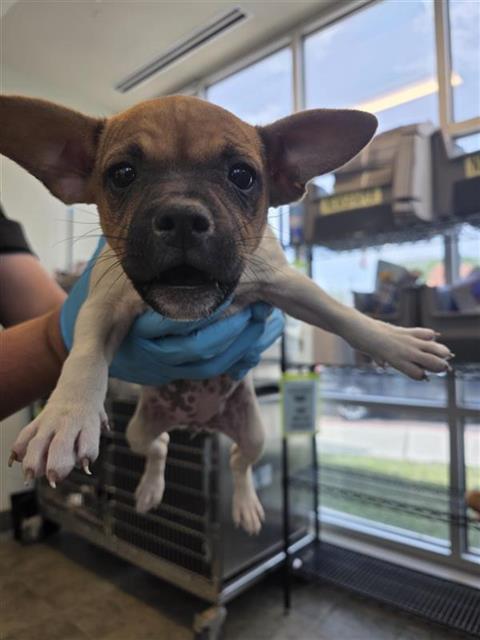 Puppy3