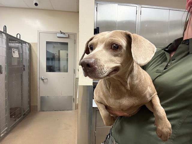 Adoptable Dog
