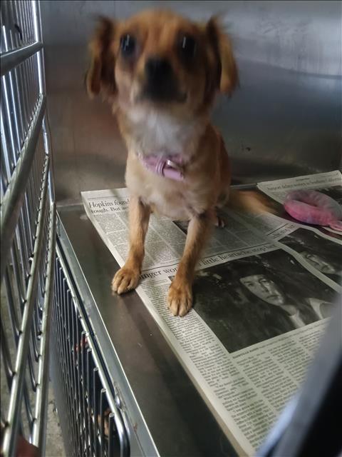 Canela