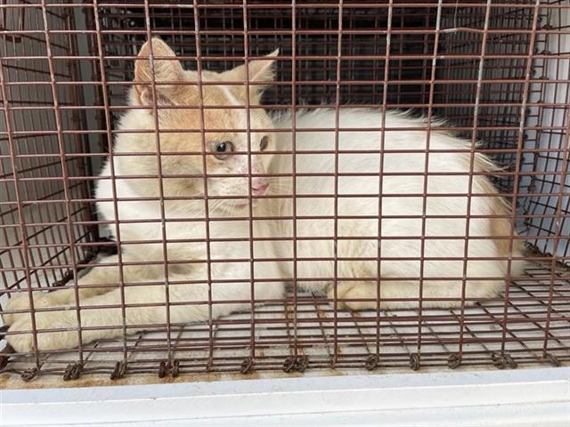 Adoptable Cat