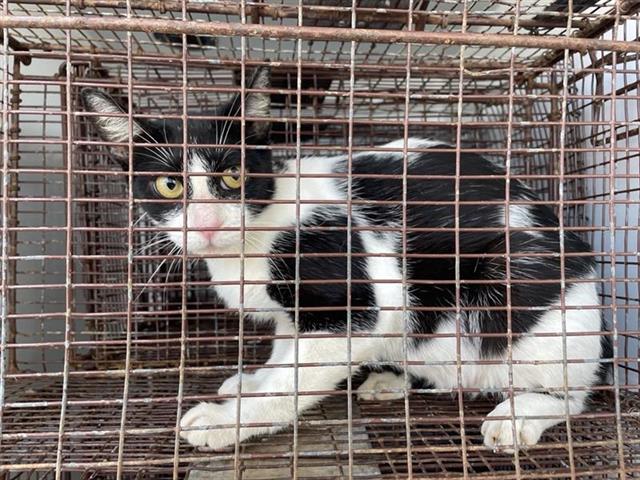 Adoptable Cat