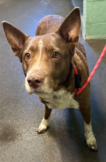 Adoptable Dog