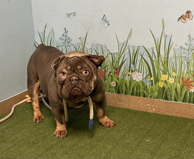 Loud Mouse