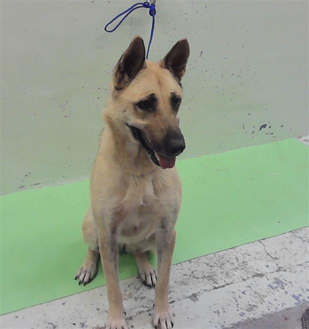 Sheba