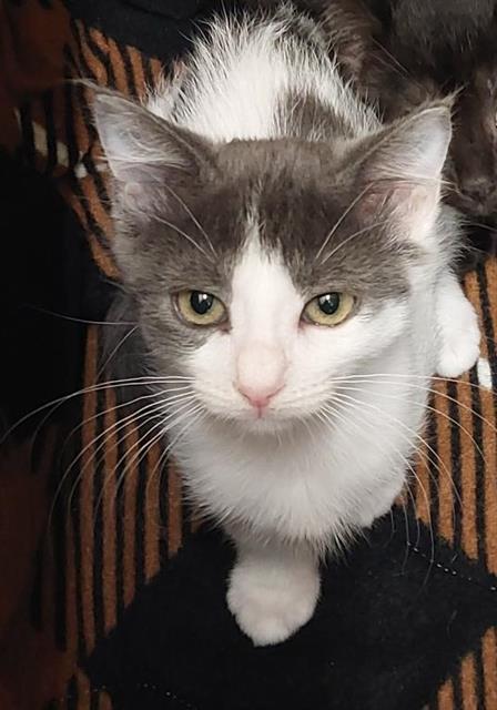 Mewlody