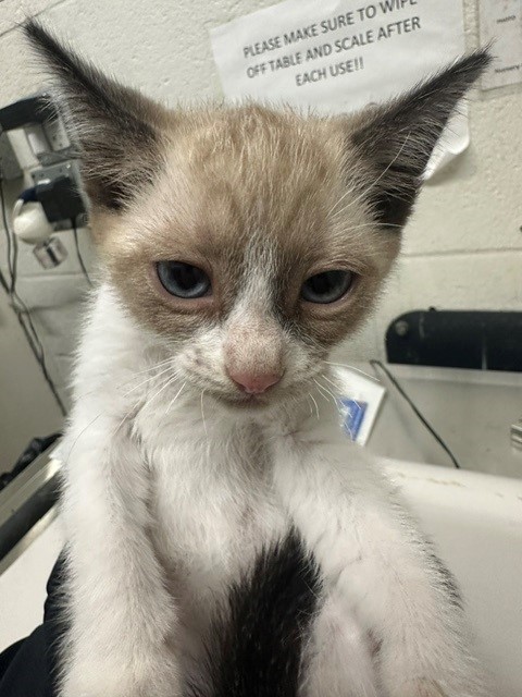 Adoptable Cat