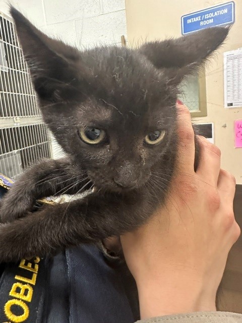 Adoptable Cat