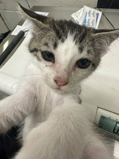 Adoptable Cat