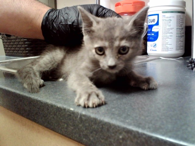 Adoptable Cat