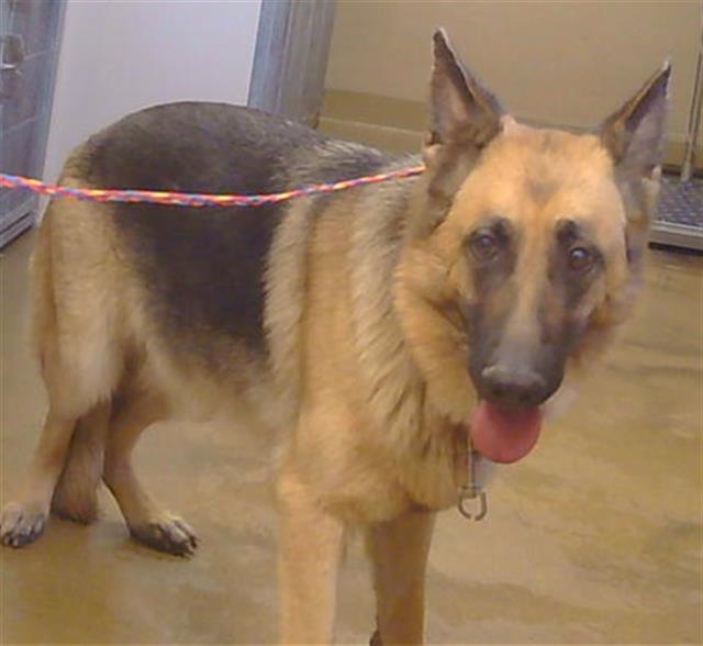 Adoptable Dog