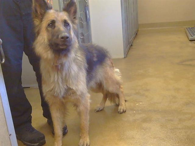 Adoptable Dog