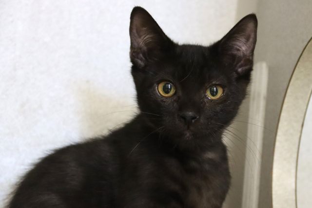 Jekyll*