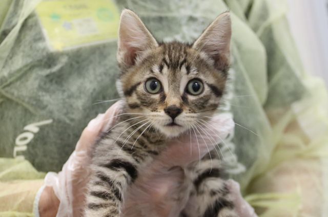 Martin*