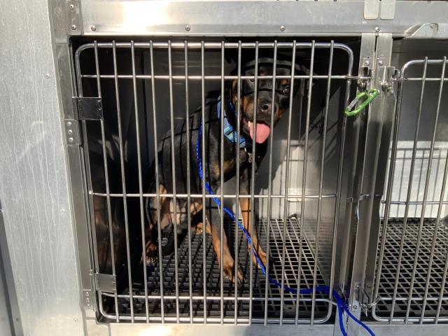 Adoptable Dog