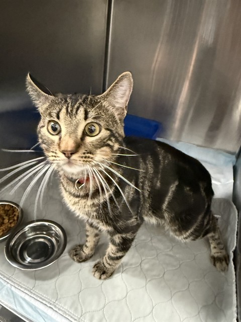 Adoptable Cat