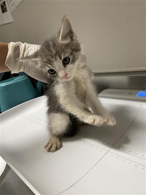 Adoptable Cat