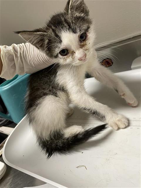 Adoptable Cat