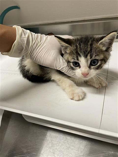 Adoptable Cat